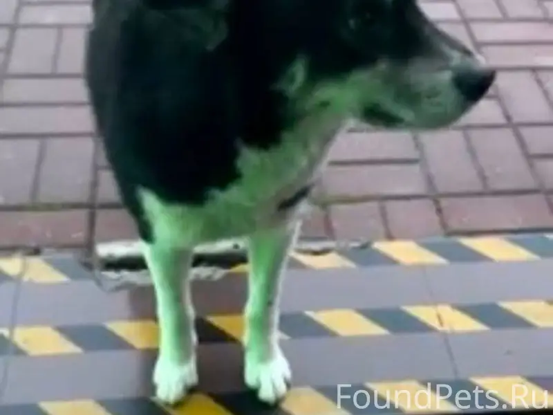 Собака потерялась скорее всего...