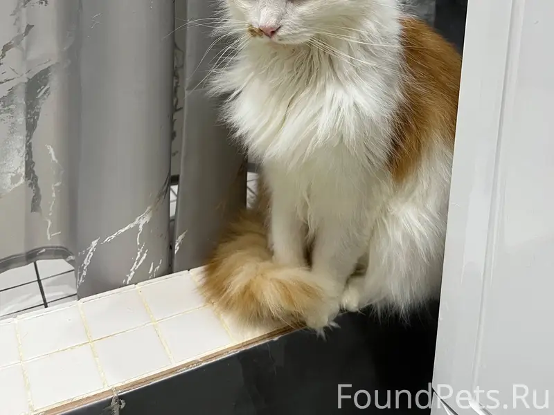 Пропал кот, отзывается на имя ...