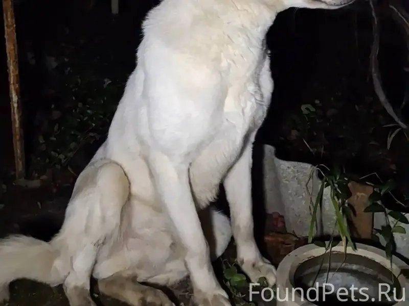 ❗НАШЛИ СОБАКУ, ИЩЕМ ХОЗЯИНА! У...