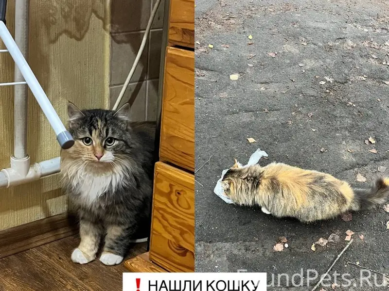 Найдена кошка. Коломна. Проспе...