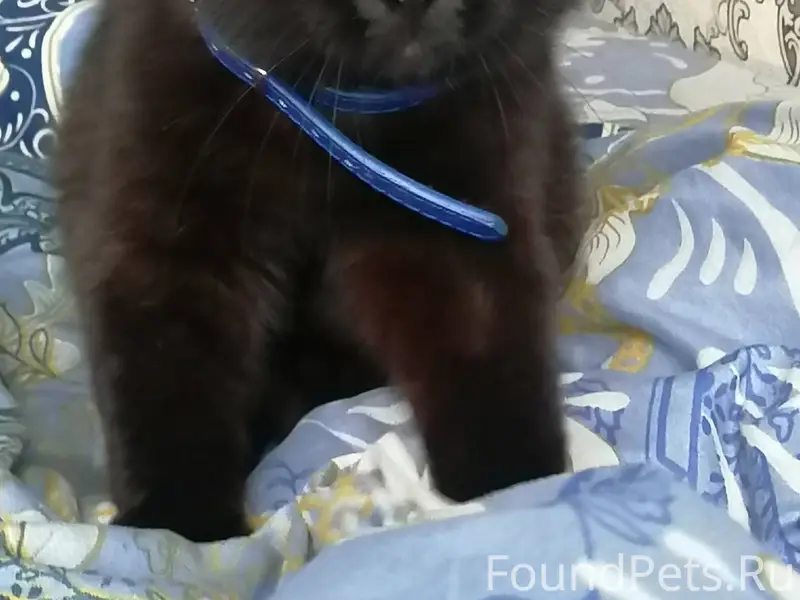 Пожалуйста помогите найти кота...