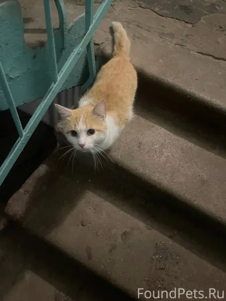 Найден рыжий кот По улице крас...