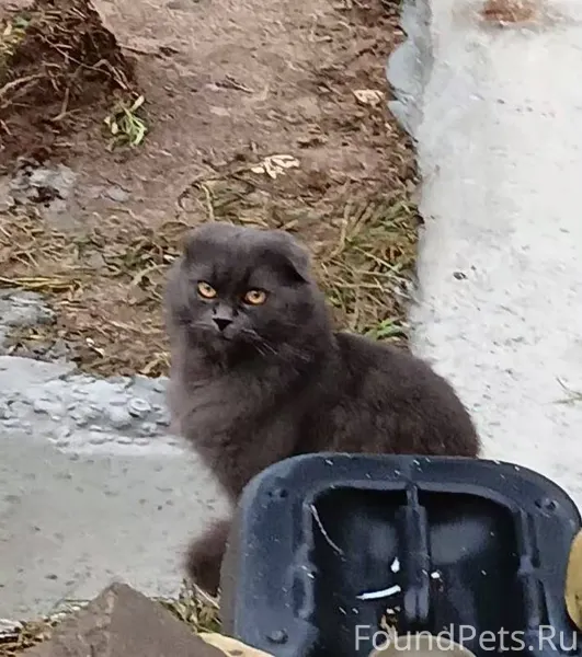 Помогите🙏 найти нашу потеряшку...