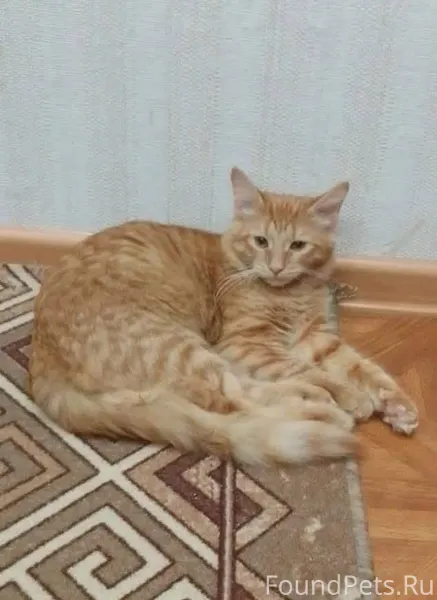 ❗️❗️❗️ПРОПАЛ КОТ❗️❗️❗️ 29 нояб...