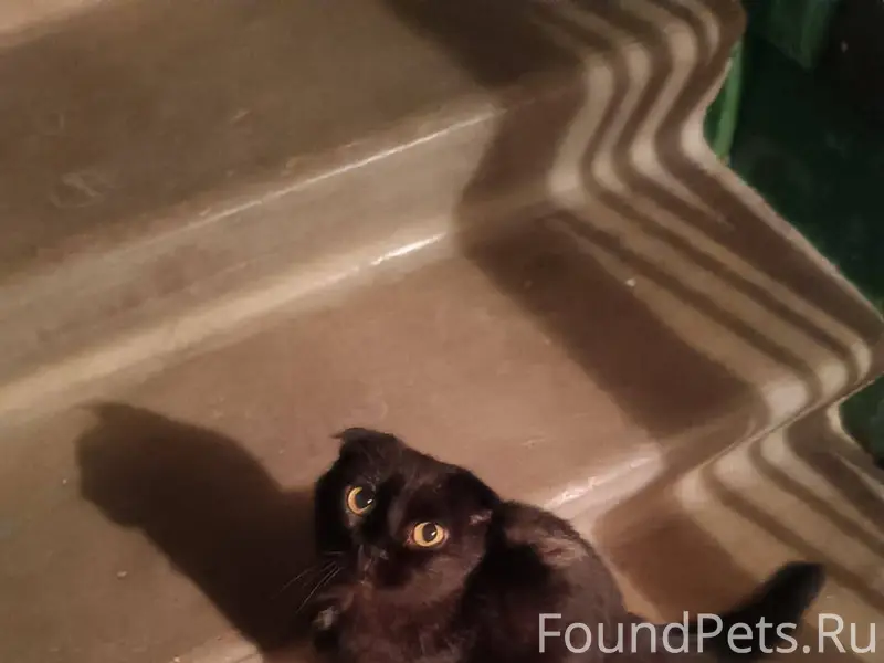 Найдена вислоухая молодая кошк...