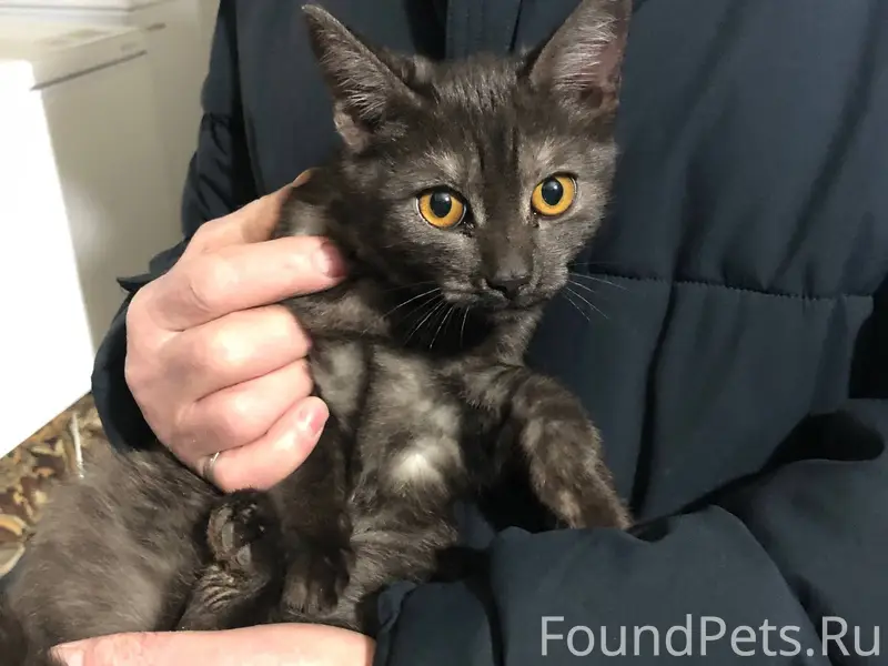 Найден котенок, мальчик, может...