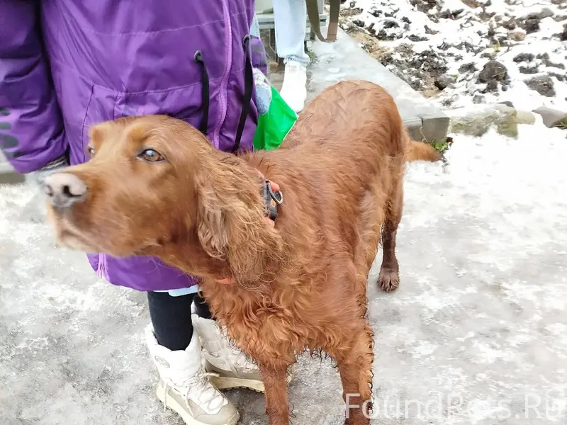 29.11. Мариенбург. Найдена соб...