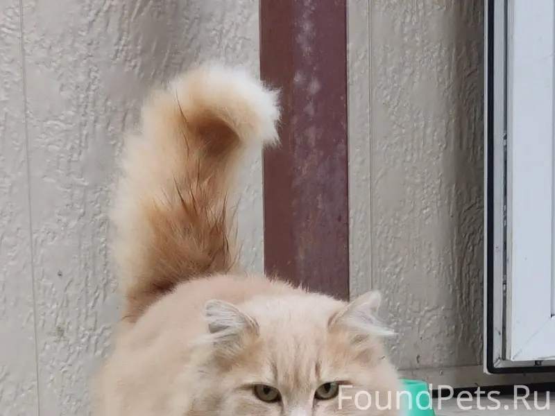 Найдена кошка ( или кот) , лас...