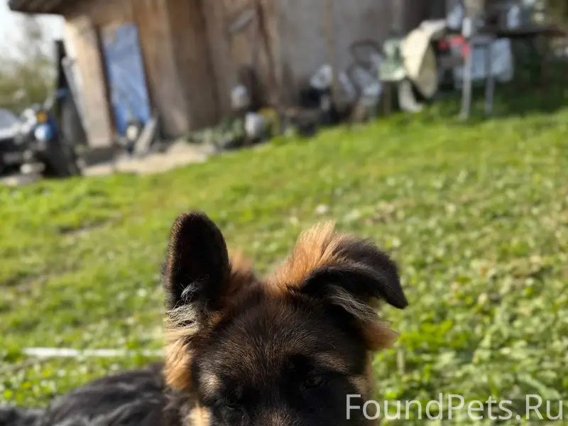 ПРОПАЛА СОБАКА Немецкая овчарк...