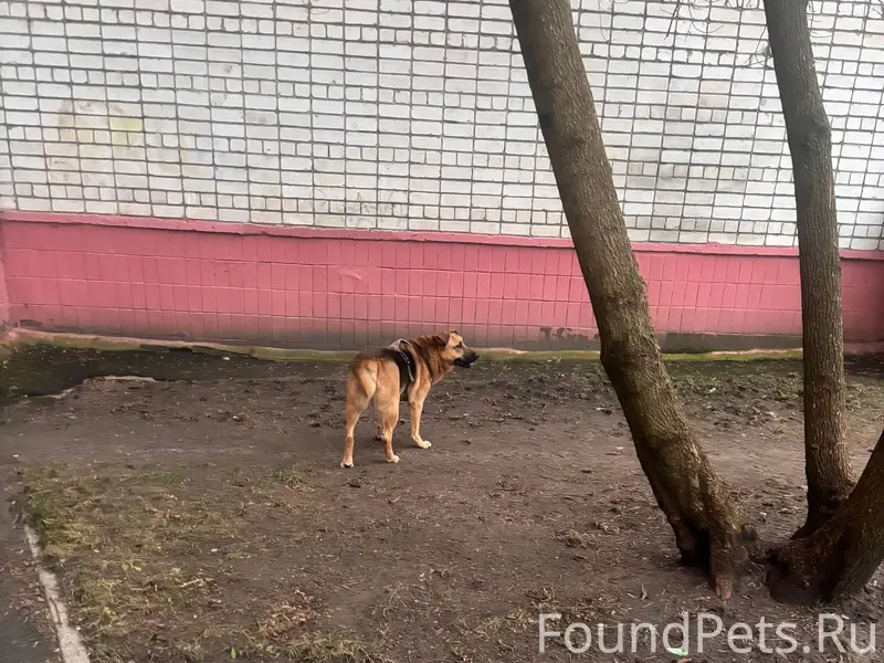 Бегает пес в шлейке на советск...