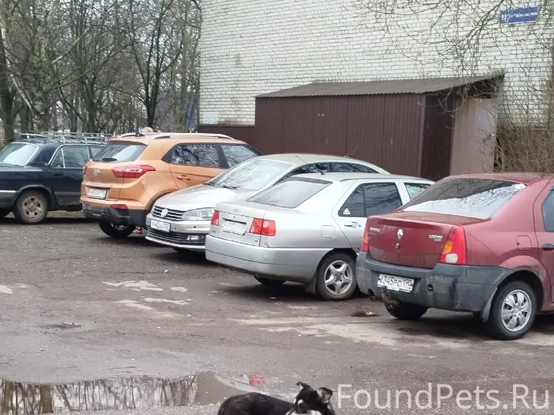 Найден щенок метис Лопарской О...