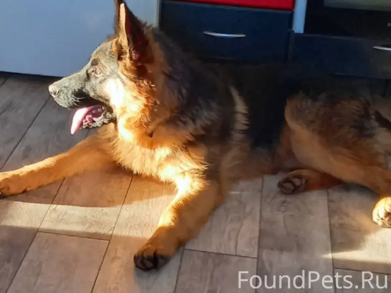 Потерялся пёс район заирень с ...