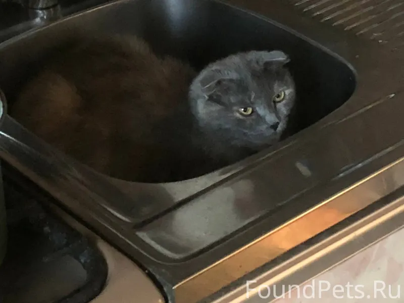 Добрый день! Пропала кошка, ви...