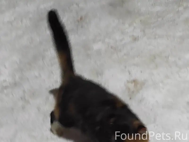 ⁉️ЧЬЯ, ЧЬЯ ПОТЕРЯШКА ⁉️ Бегает...