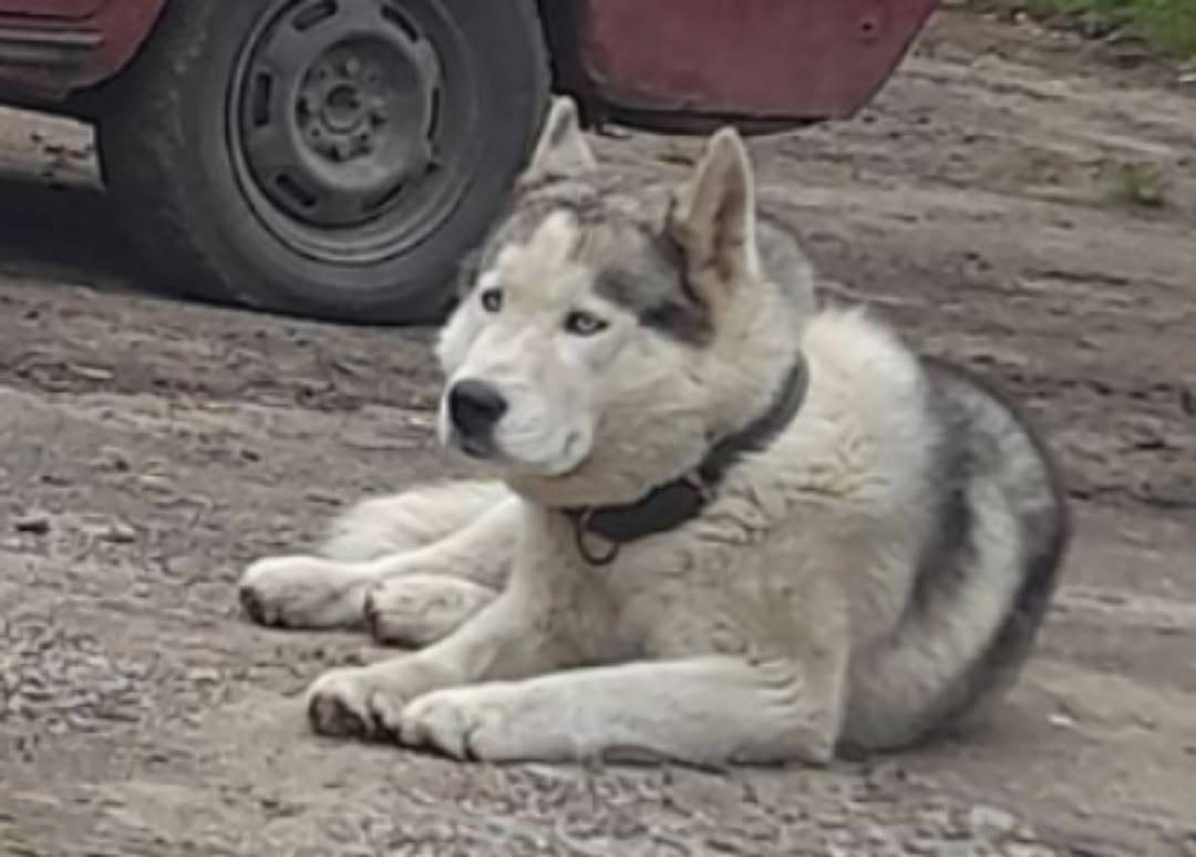 Пропала собака!!🐕‍🦺 Порода: Ха...