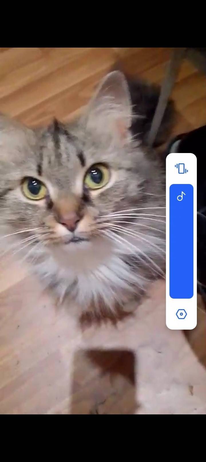 Пропала кошка 1 микрорайон в р...