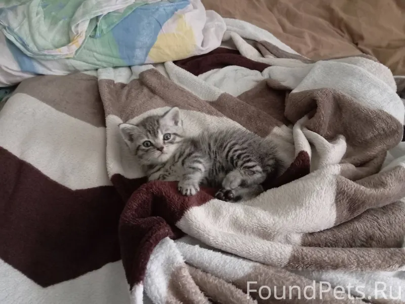 Здравствуйте,потерялся кот . З...