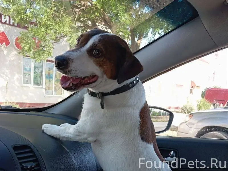 Добрый вечер, убежал щенок в р...