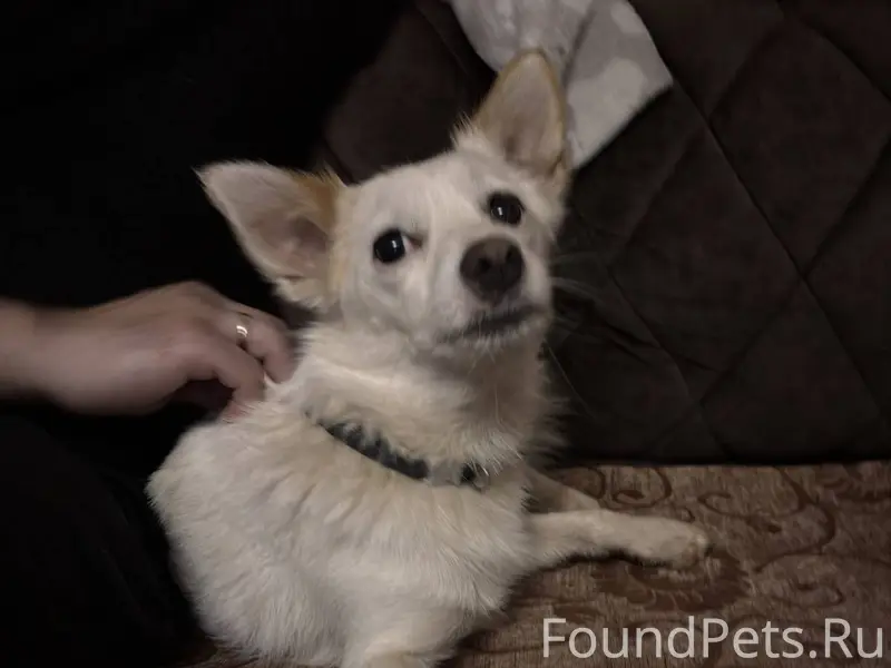 Найдена собака в районе 14 Пол...