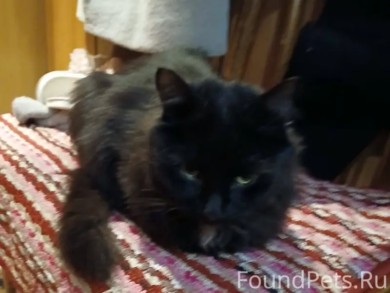 Найден кастрированный кот в ра...