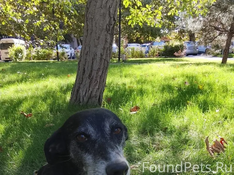 Пропала собака. Зовут Чара, де...