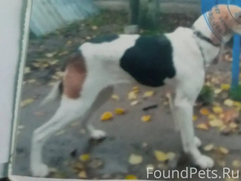 Потерялась собака 24.11 в райо...
