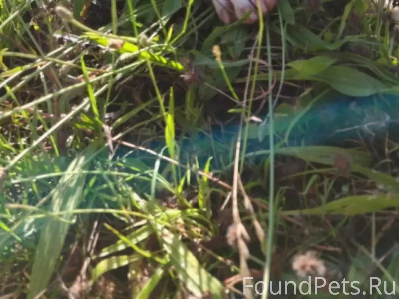 Здравствуйте, пропала собака в...