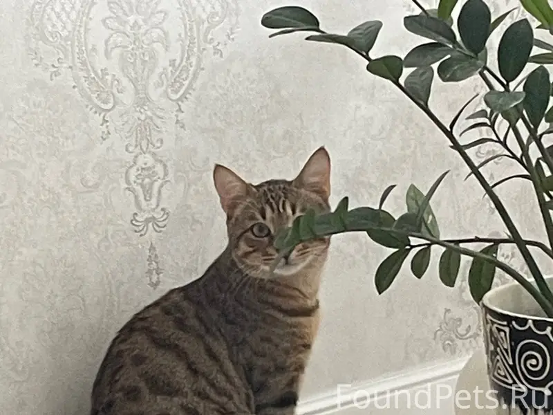 Добрый день, пропал кот, 11 ме...