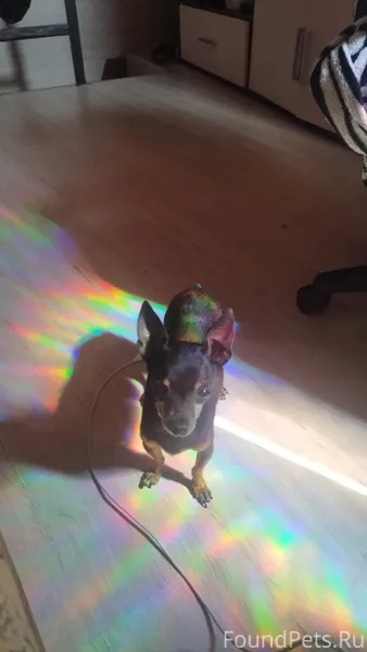 Потерялась собака породы русск...