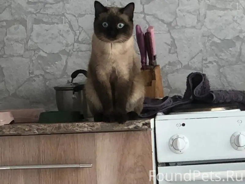 Пропал кот на Ленина 47 ,отвле...