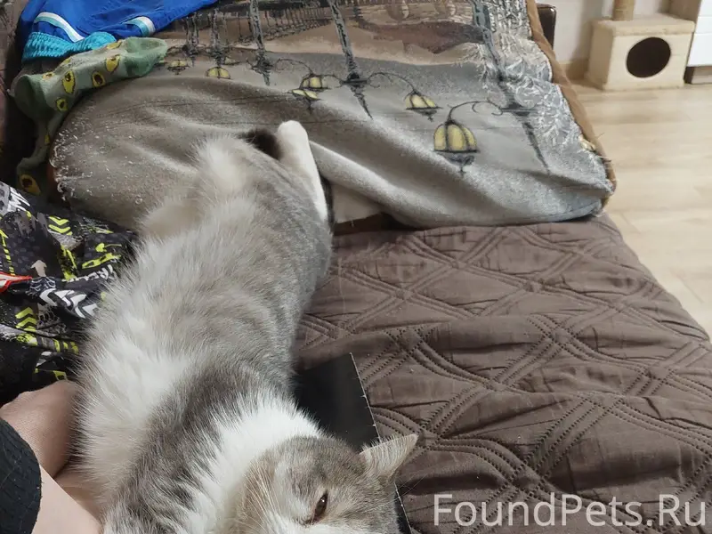 Пропал кот, последний раз виде...