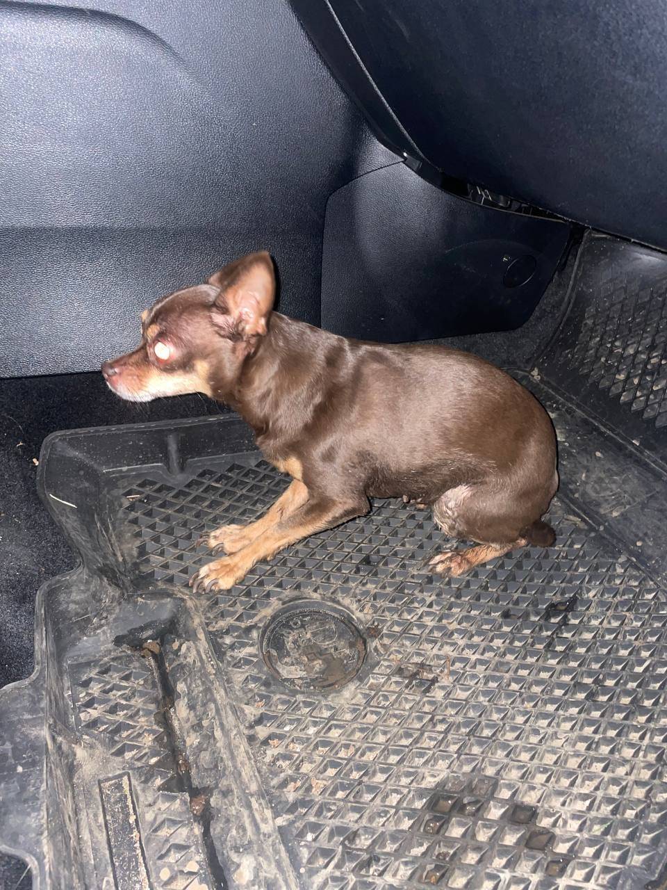 Найден пес Район ротково Срочн...