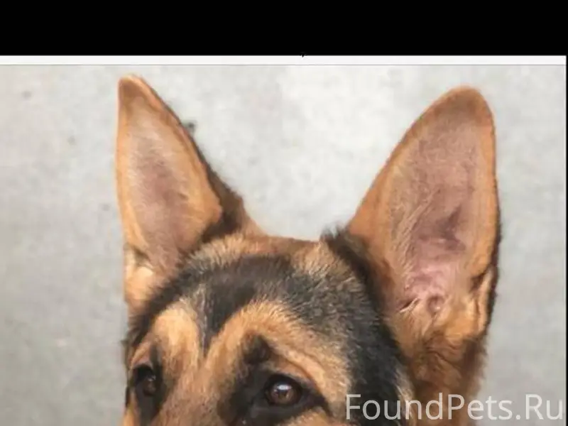 Пропала собака, кобель! По кли...