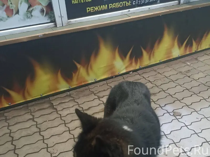 Добрый вечер Если кто-то потер...