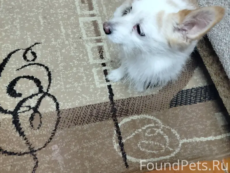 Найдена собака девочка. Хозяев...