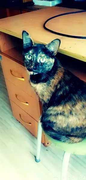 🆘🆘🆘 Сады Малиновка. Пропала в ...