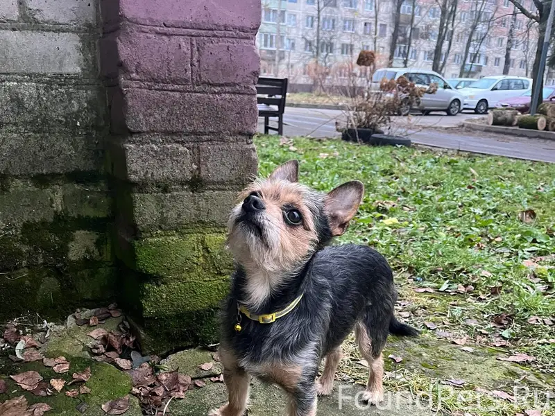 У кого потерялась собака??? Дн...