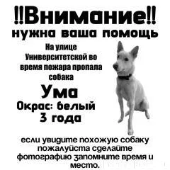 Питомец убежал 26 ноября из до...