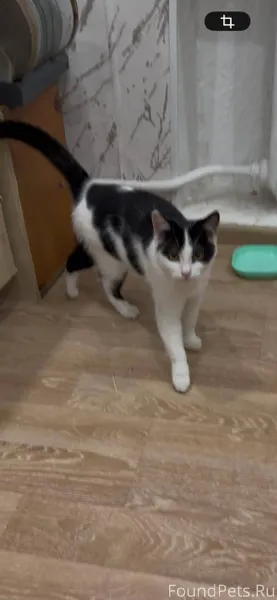 Пропал котенок,член семьи ищем...