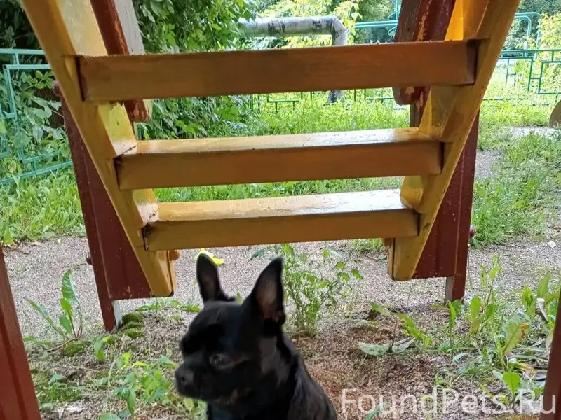 Пропала собака, откликается на...