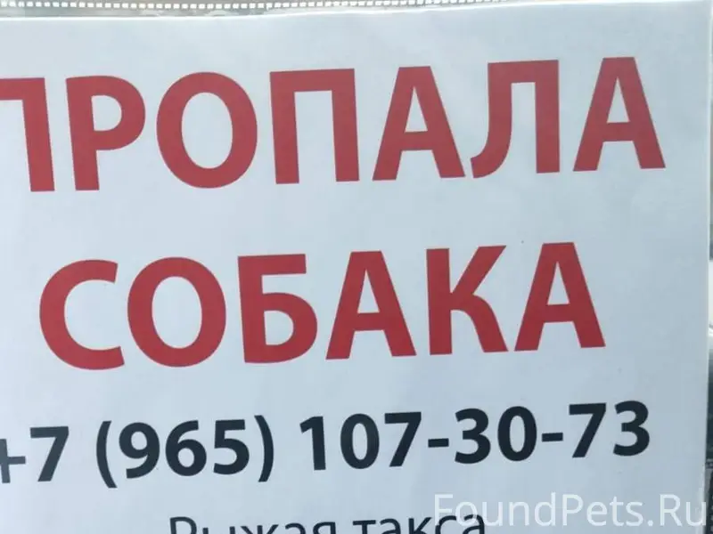 1. Пропал кобель длинношерстно...