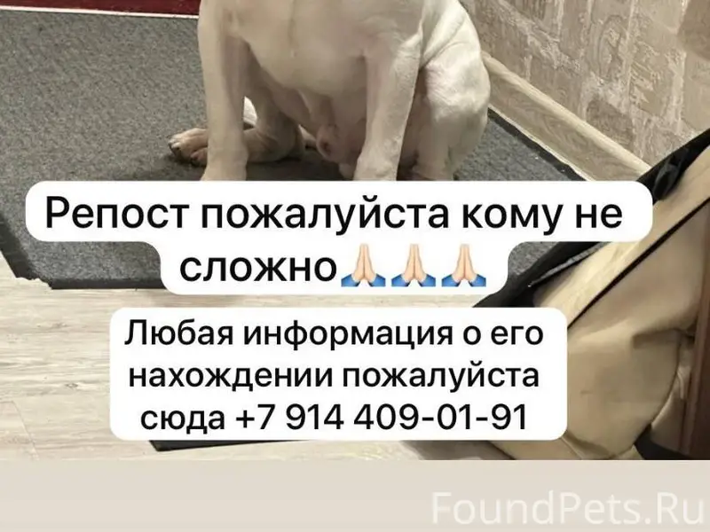 Объявление о пропаже собаки Пр...