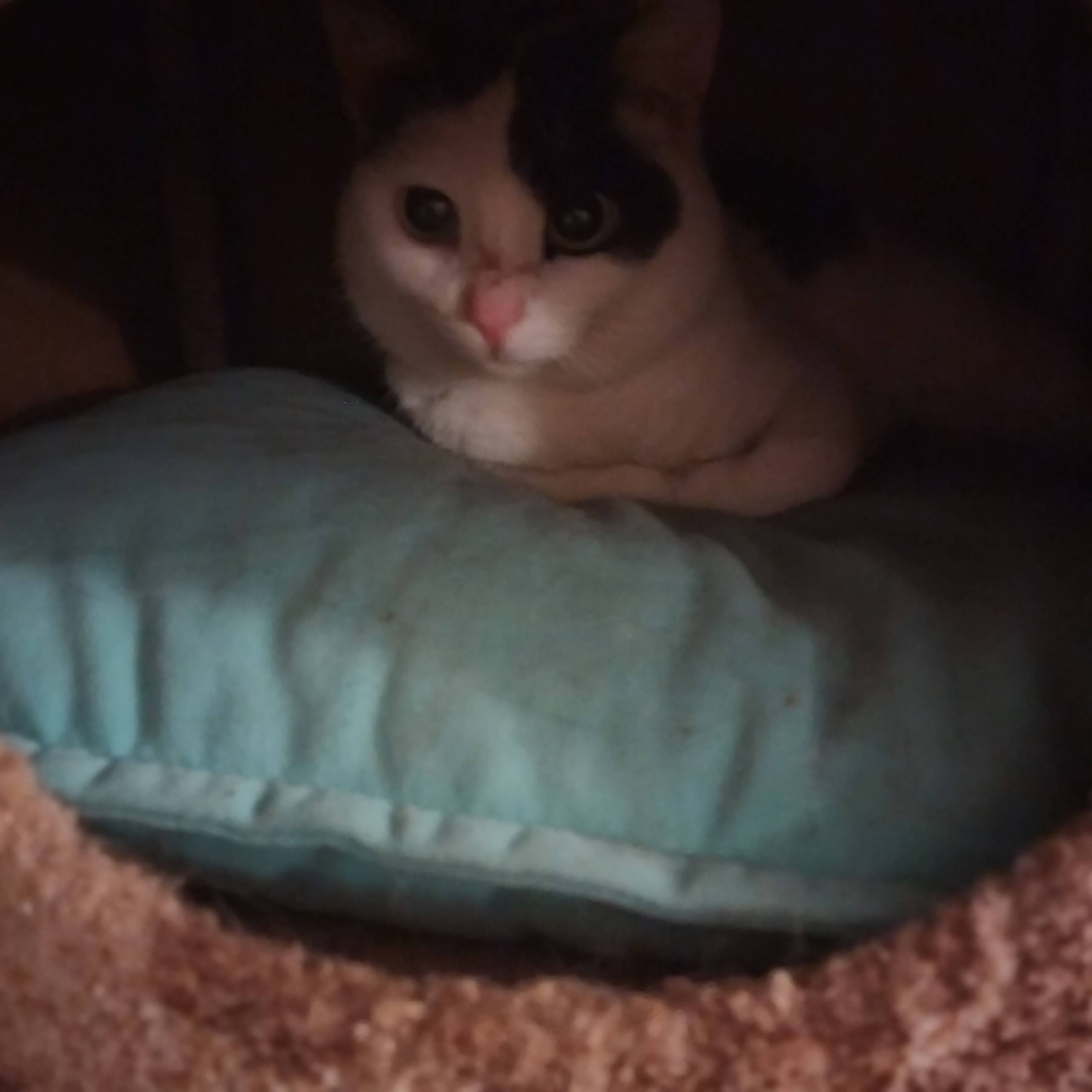 Пришла кошка в районе деревни ...