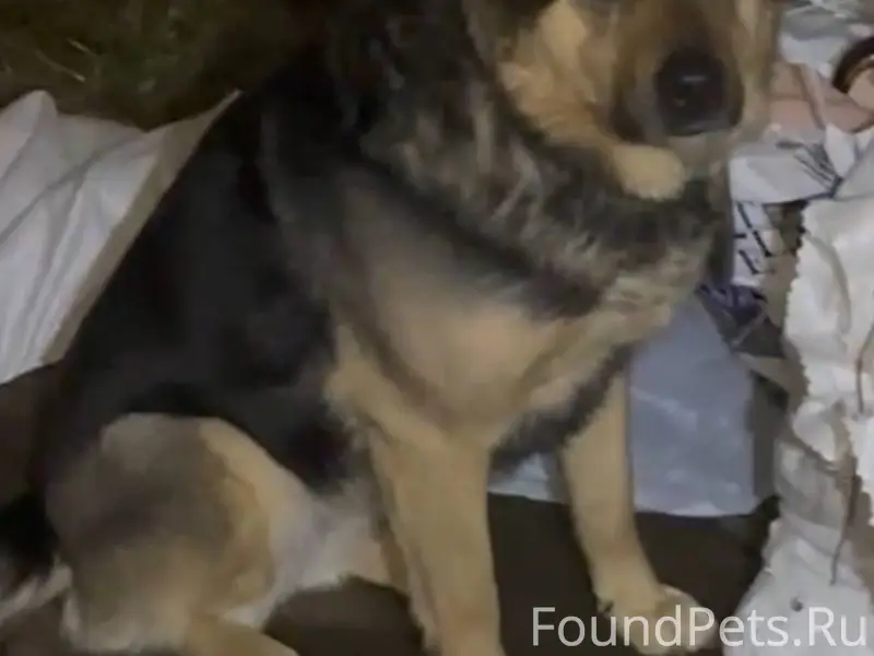 Потеряна собака в авиастроительном районе, ул. Челюскина 21.11.2025 примерно около 13ч, пугливая, не злая, с ошейником, зовут Эра Просьба кто видел, сообщить в сообщениях или позвонить 79279994270 Евгений