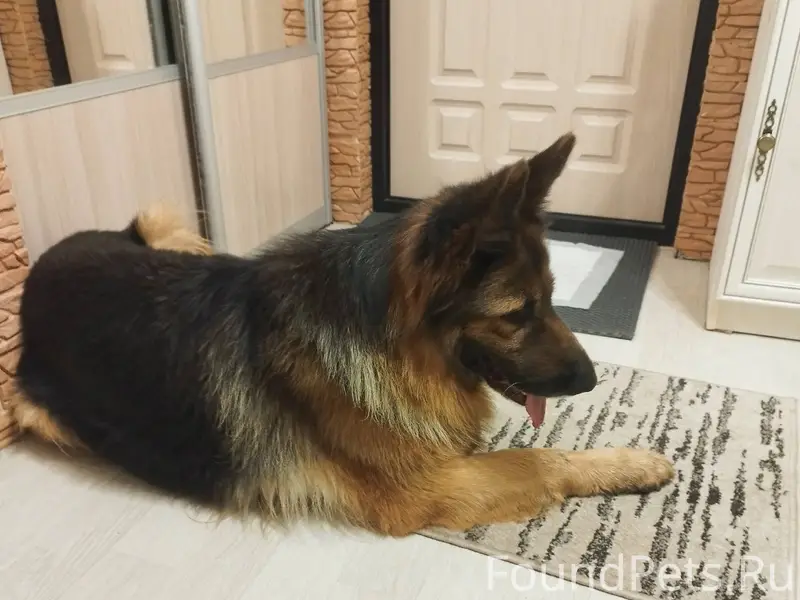 Найдена собака, Орёл (болховск...