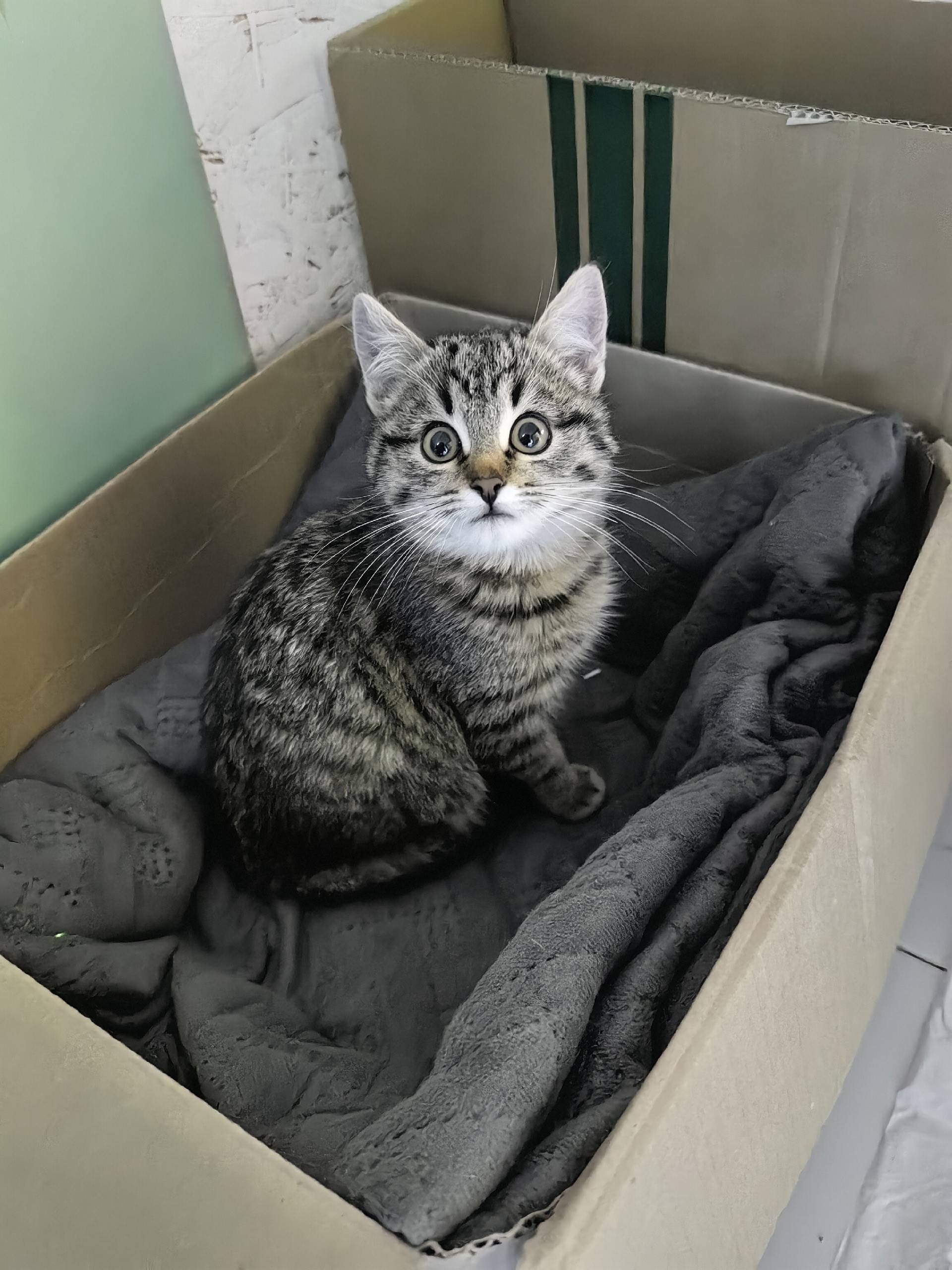 Найден котёнок в СНТ Копцево Е...