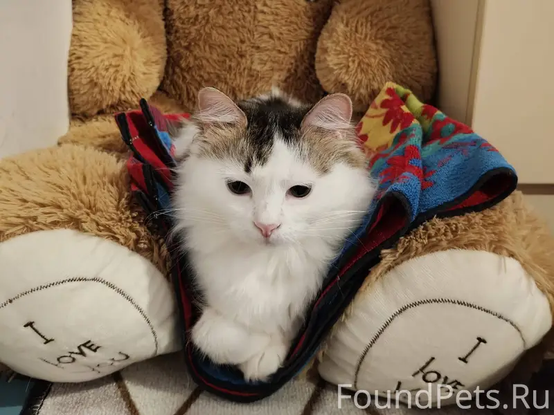 Пропал кот Барсик, в четвёртом...