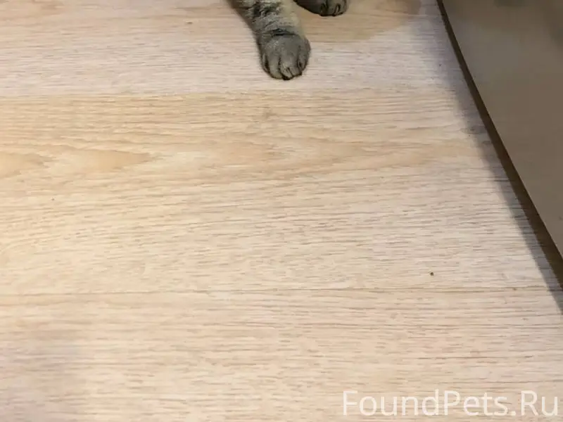 В районе Жужелино найден кот. ...