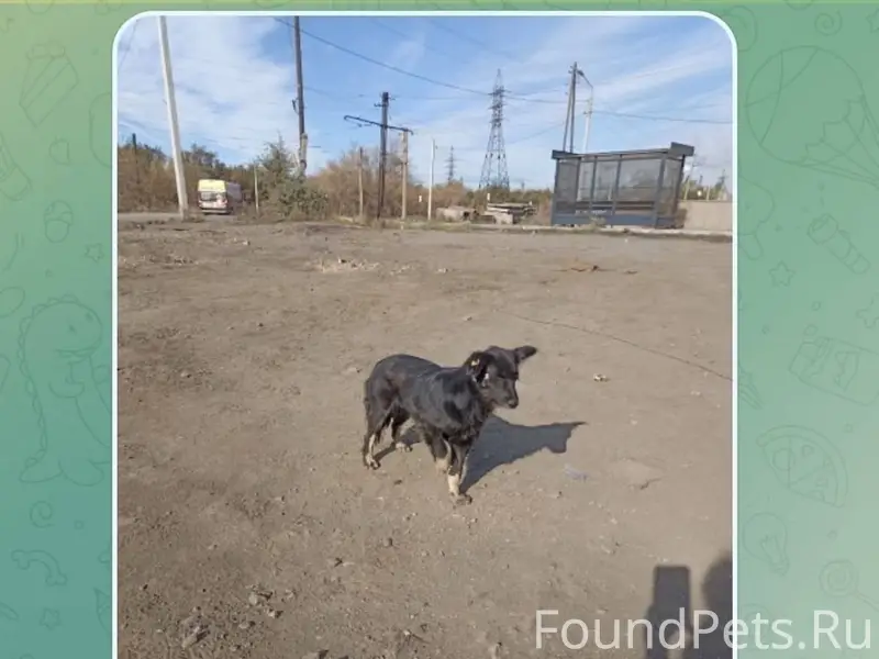 SOS! Сбежала собака без лапки ...