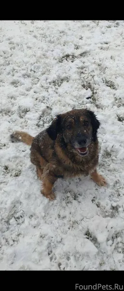 СРОЧНО! ПРОПАЛ НАШ ПЁС МОРИС!!...